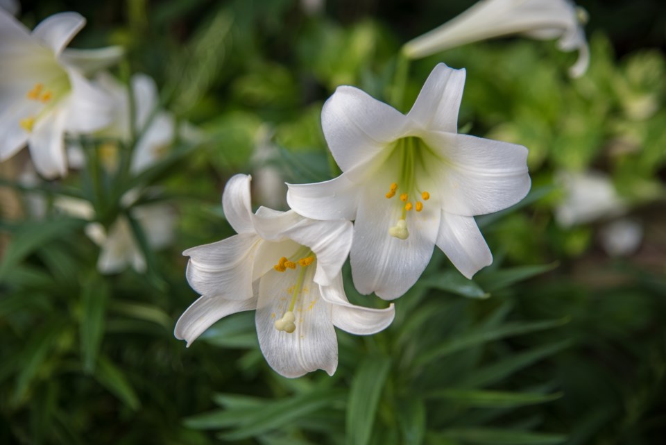 Easter lily