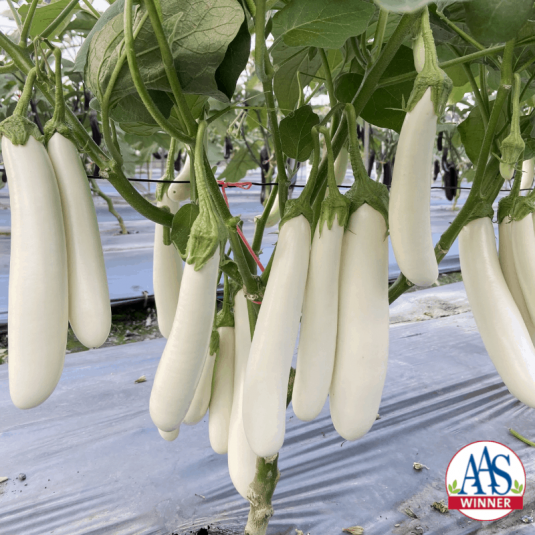 Eggplant-Icicle_Logo-535x535