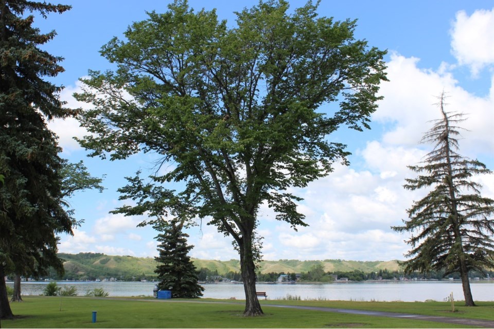 Annual pruning ban is in place each year from April 1 to August 31 to reduce the risk of spreading Dutch elm disease (DED), a fungus that kills elms.