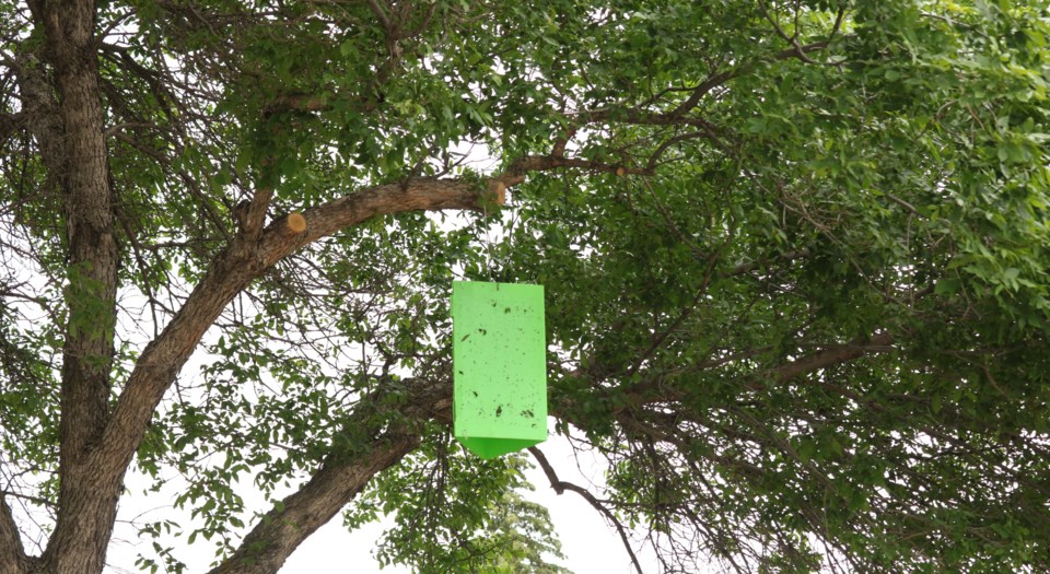 Emerald Ash beetle trap 