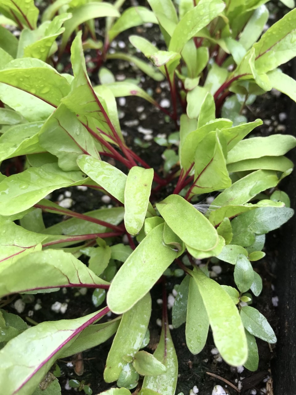 Fall seeded beet seed germinating in spring (Large)