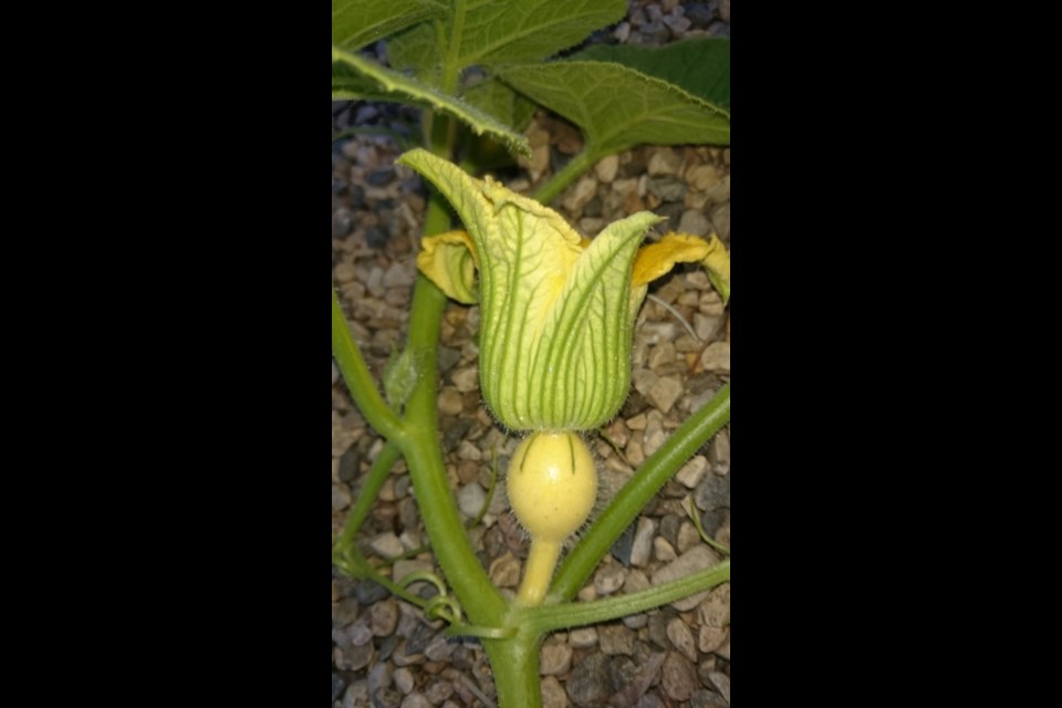 Female pumpkin blossoms have what looks like a tiny fuzzy green pumpkin just behind the flower.