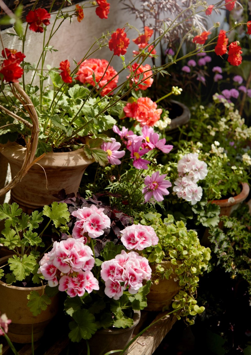 flowerpots0223