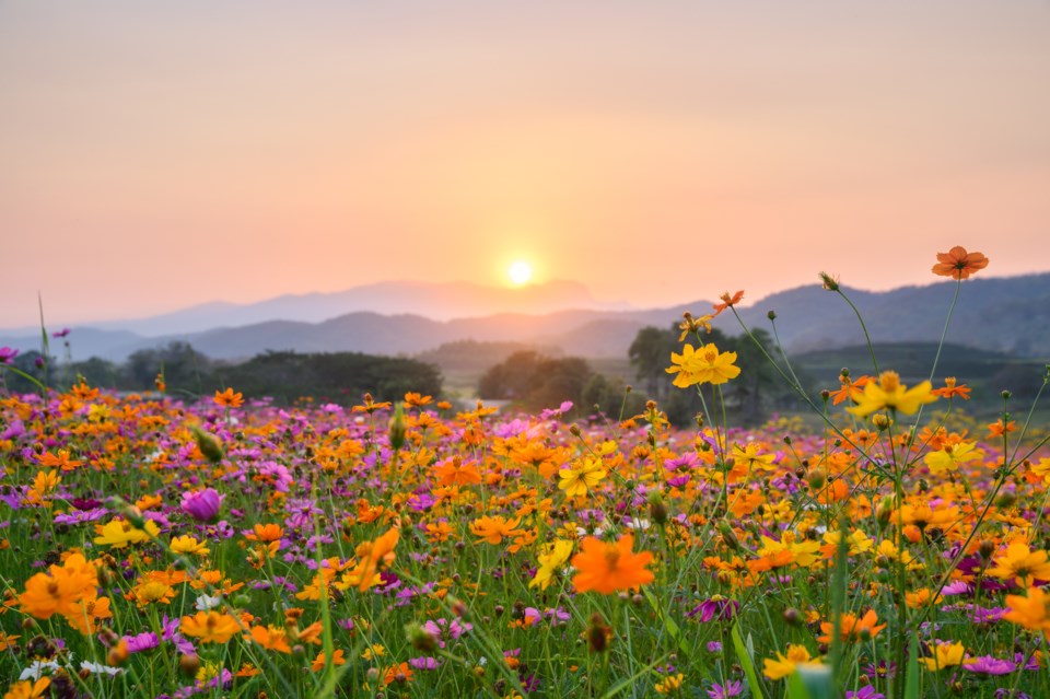 flowers