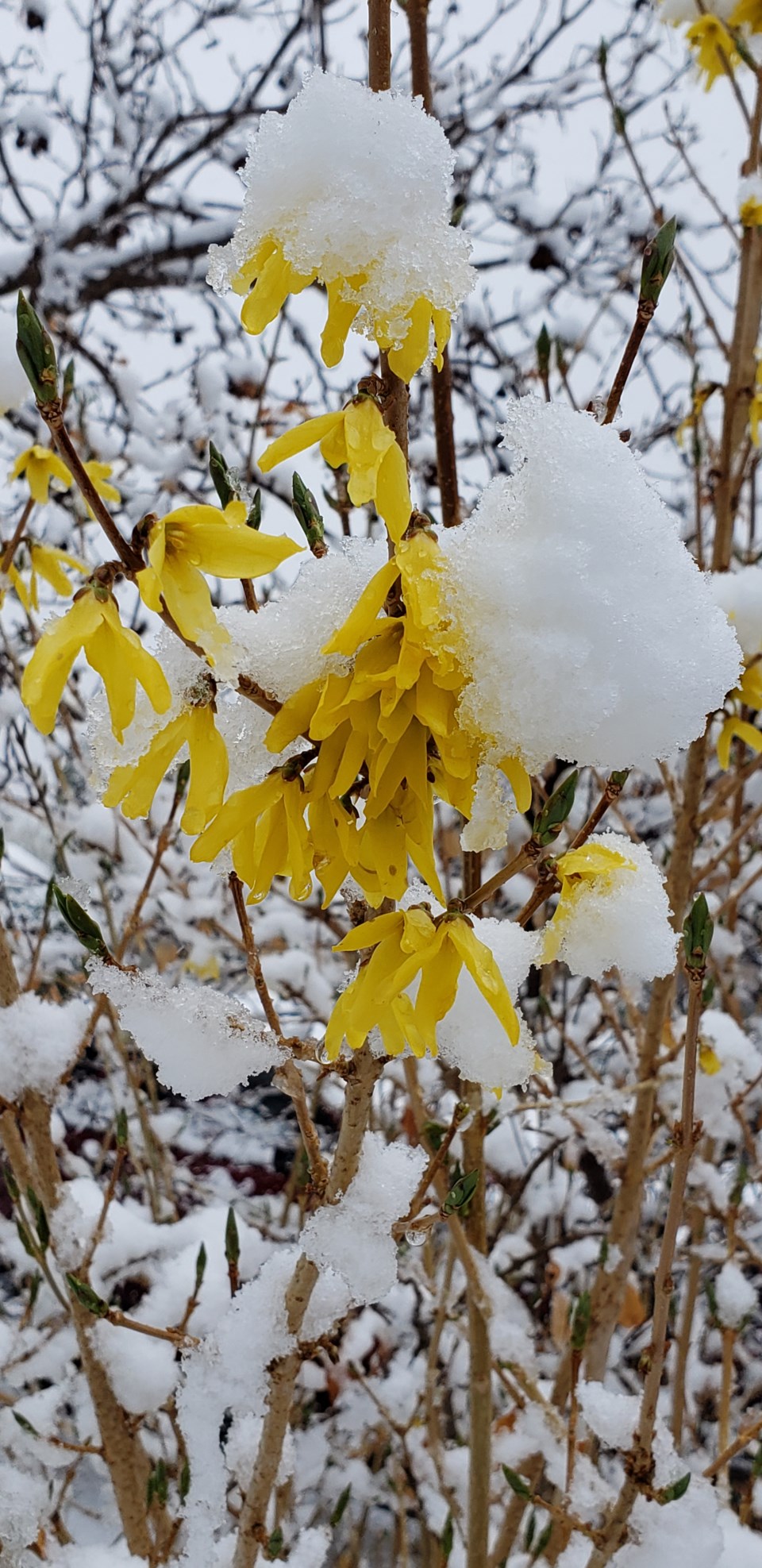 forsythia in snow