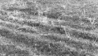 fort-pitt-trail-ruts0623