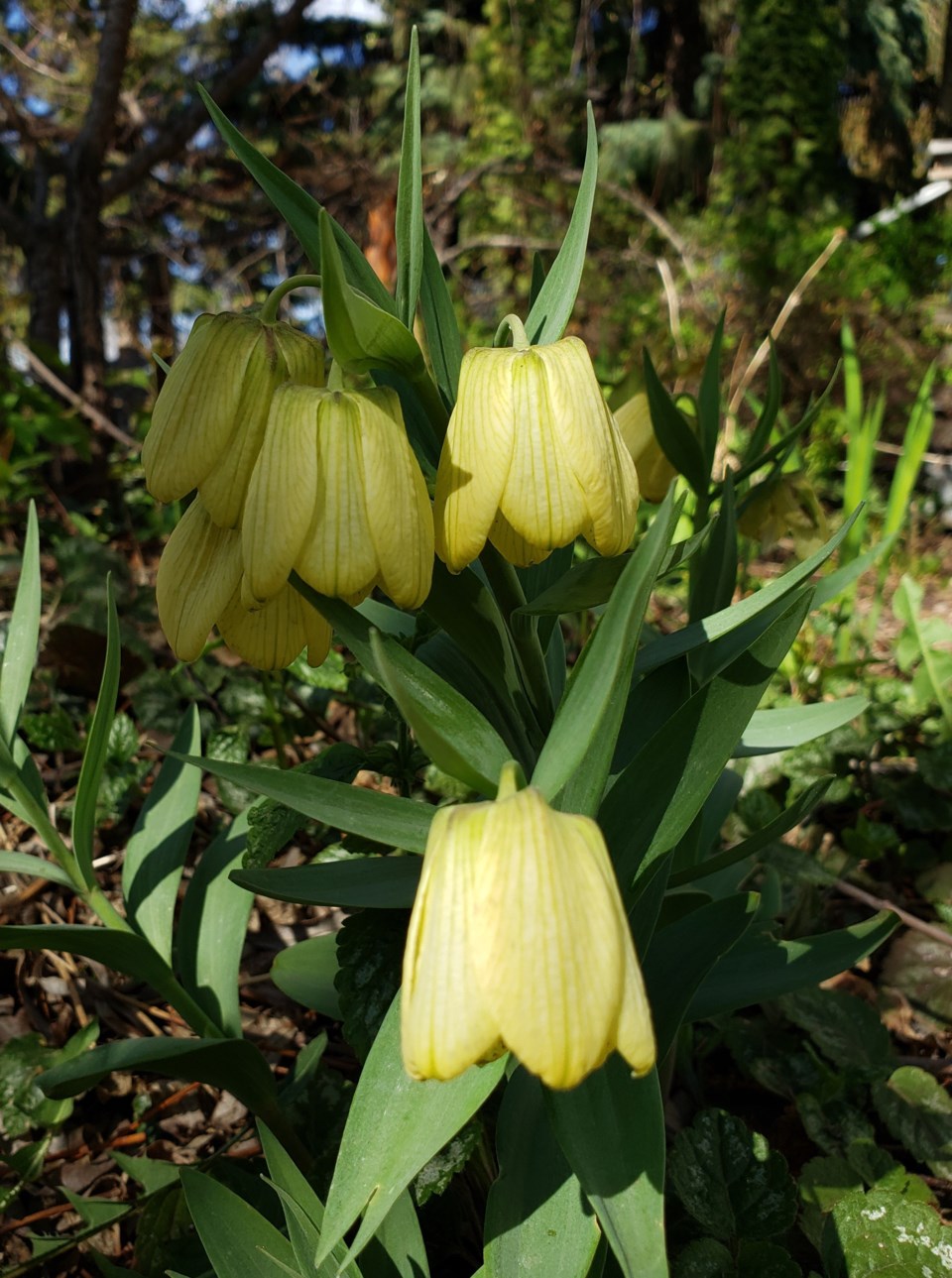 fritillaria 2