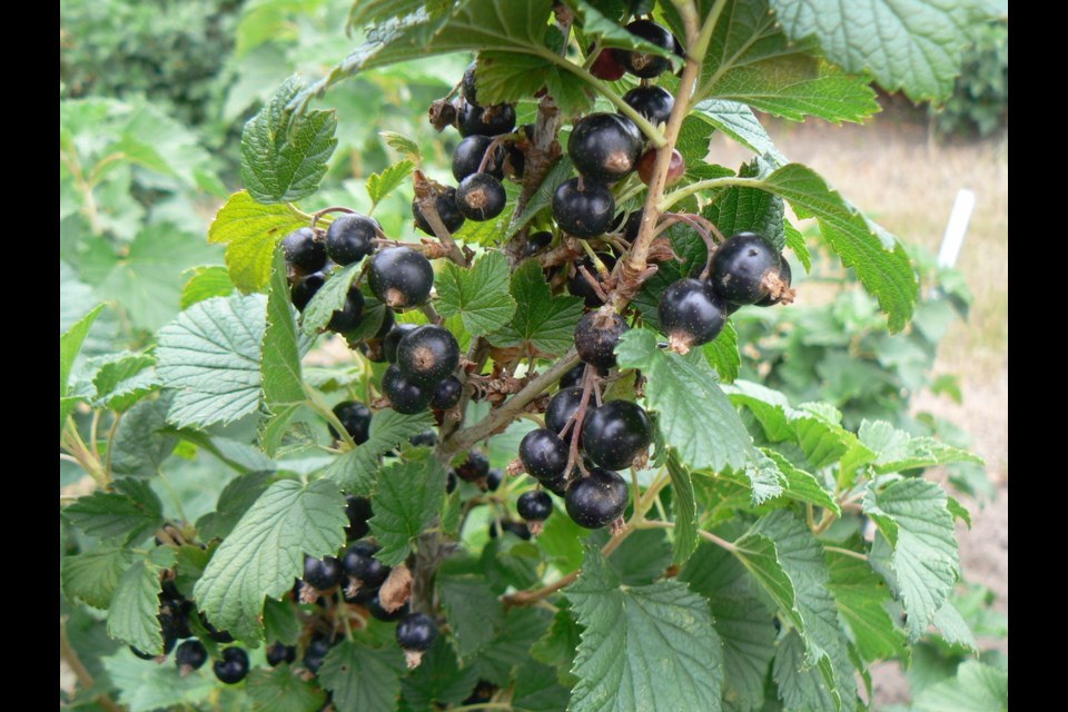 There are over 150 species of Ribes, mostly native to Europe, Asia and North America. The most widely grown on the prairies are the black currant.