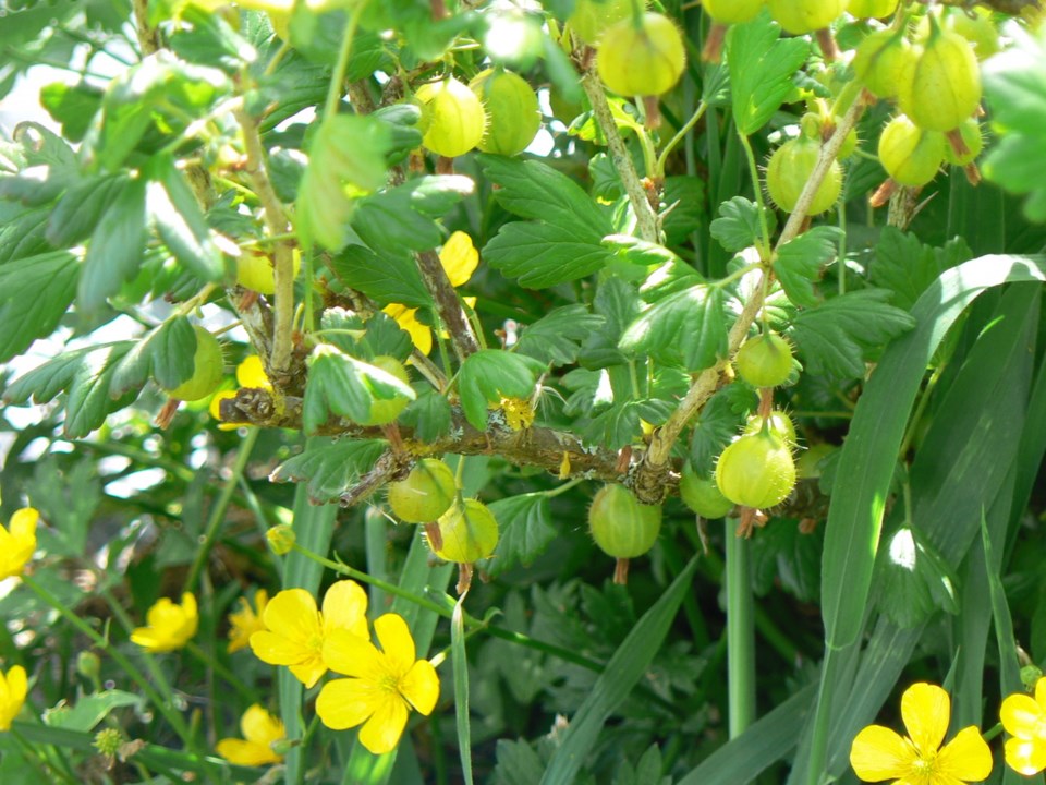 frsw409gooseberries