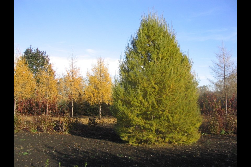 'Durcarl' Oasis Larch early fall tree.