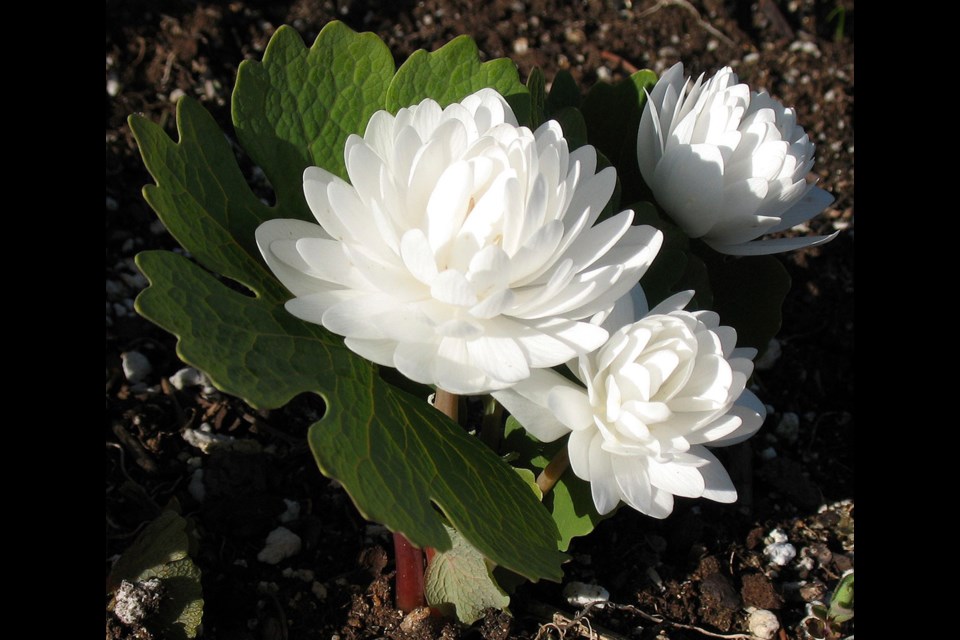 Double bloodroot blossoms are short-lived, but breathtaking while they last.