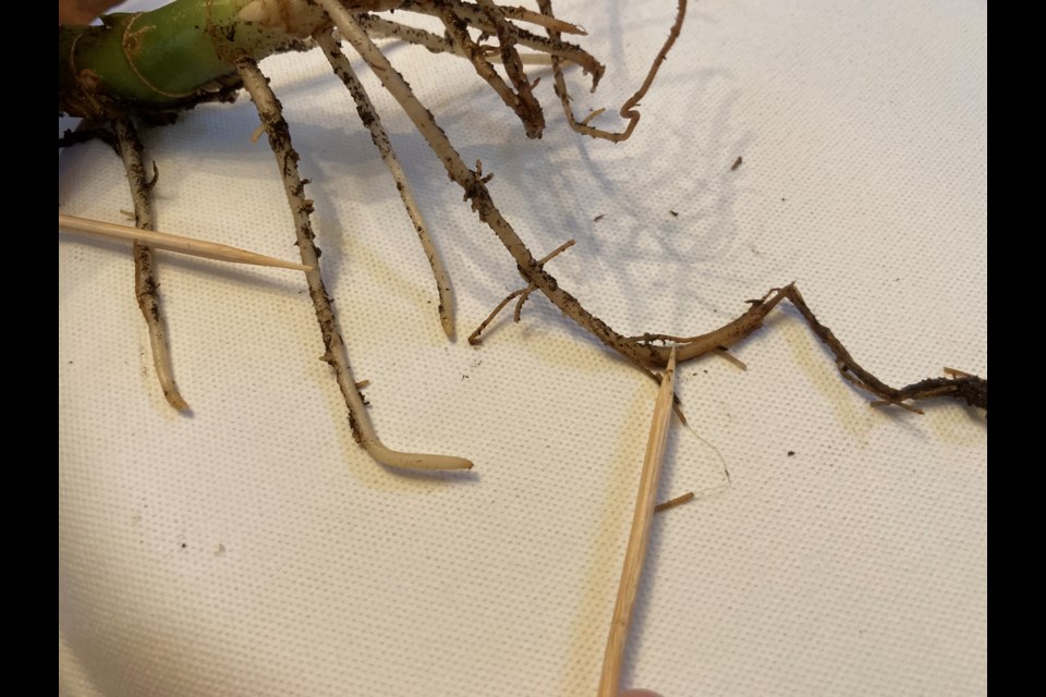 Toothpicks pointing to upper, healthy root and lower, rotted root of same plant.