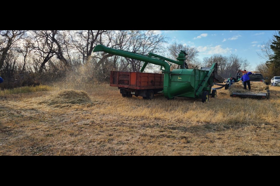 A threshing machine works on sheaves of oats at the farm home of Jim and Louise Doom, Oct. 22. 