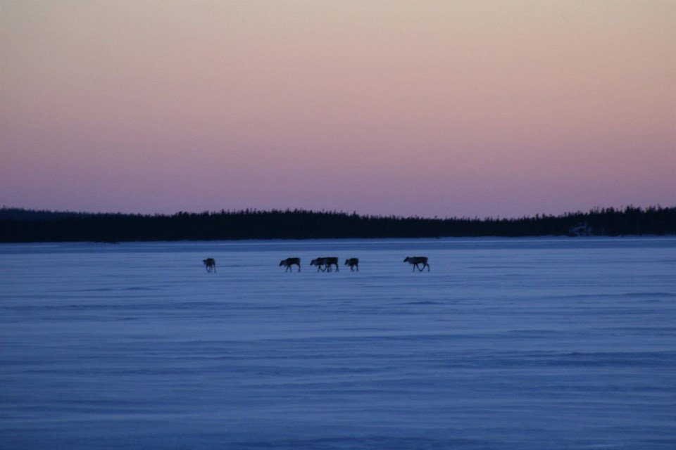 Migration patterns of local caribou will be considered in the new mining agreement.