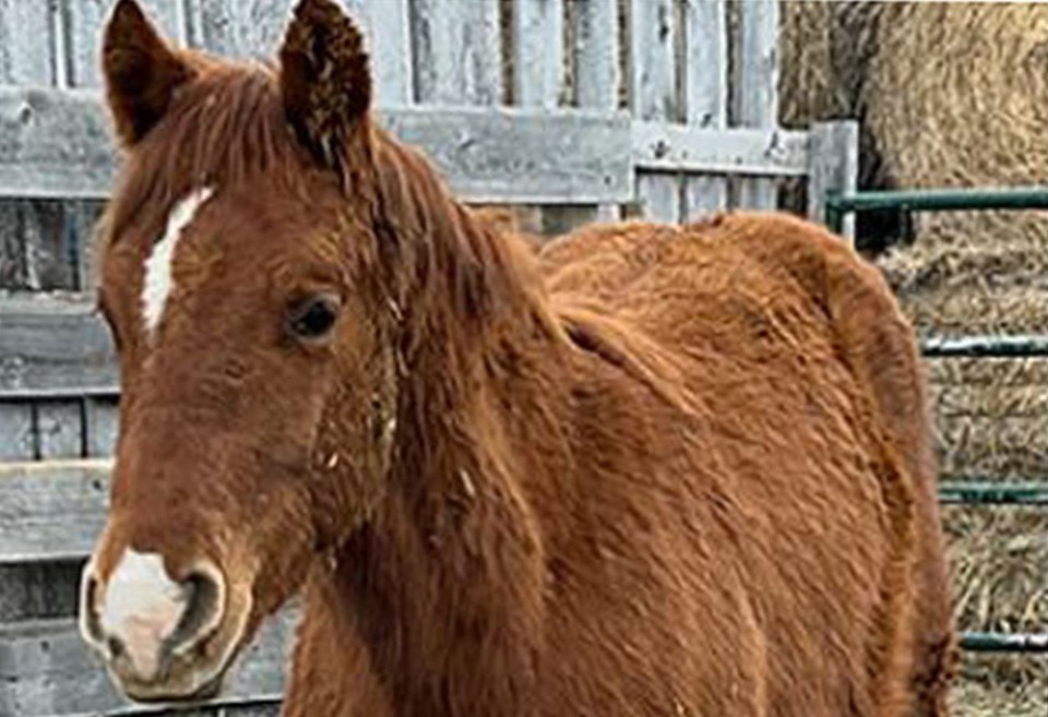 missing-colt