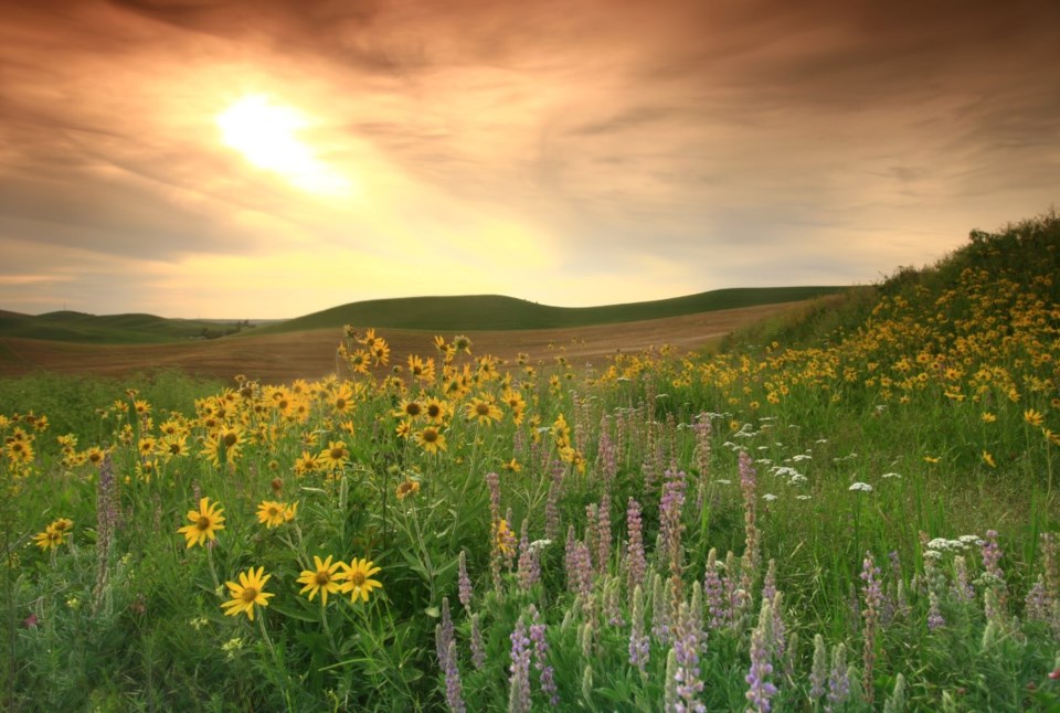 Lush prairie scene