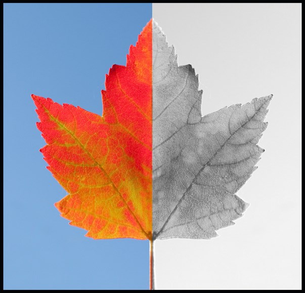 maple leaf canada divid