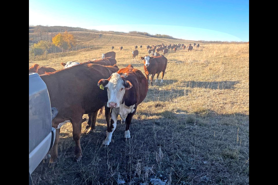 Late fall farm work involves moving cattle home from pastures. 