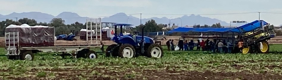 Mexican workers hard at work harvesting romaine lettuce in Winterhaven, Calif. in 20 C weather. 