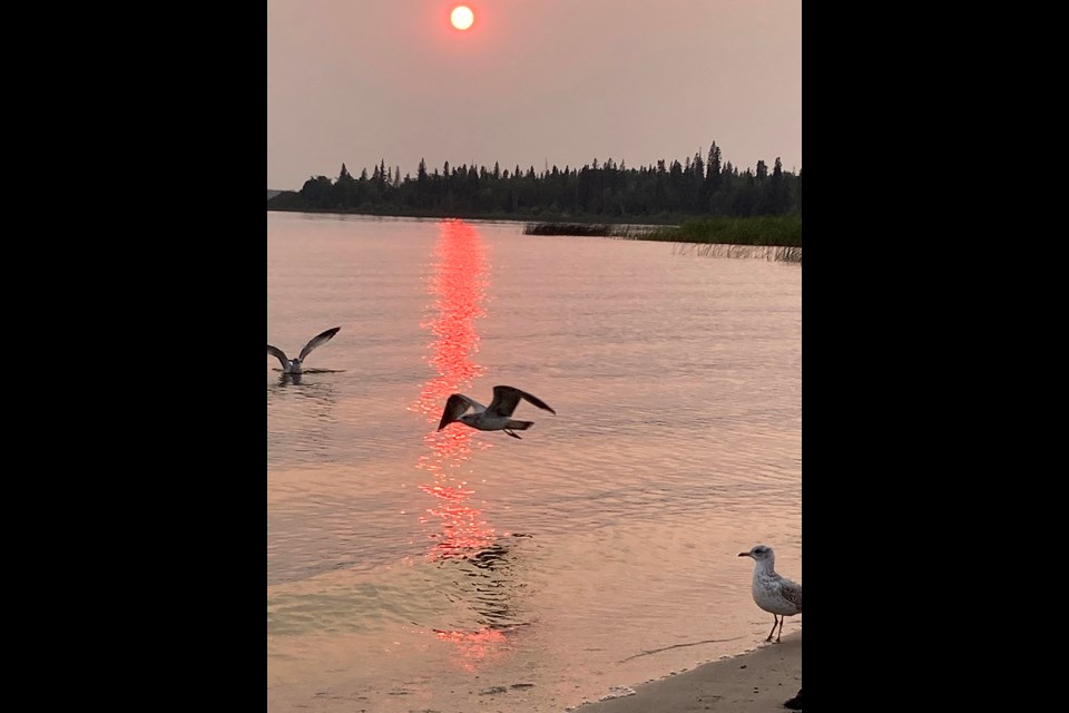 Early Sunday evening this past long weekend, seagulls are enjoying the peaceful waters and beach as the orangish sun is slowly setting in the distant forest. 