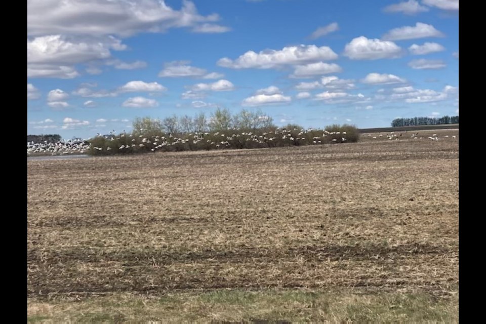 The thousands of white snow geese that flocked to the prairies in early spring along with tons of noisy seagulls have finally fled the landscape for now. When late October arrives the snow geese will again be in abundance before flying south. 