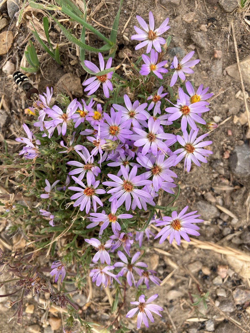 mayfair flowers asters