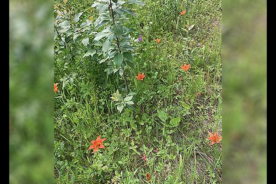 Saskatchewan’s western red lily, a protected species, thrives in the northern forest. The vibrant deep orange colours stand out amongst the other gorgeous wildflowers abundantly growing in the ditches. 