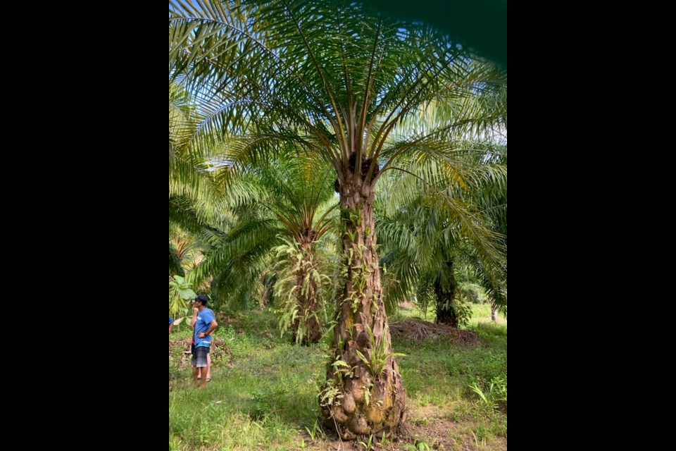 In a tropical Costa Rican rainforest on a low mountainside, lush ferns grow from a palm trunk. Curtis Woloshyn is in the background. 