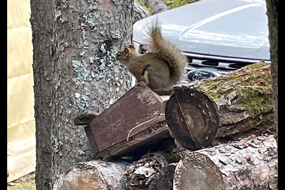 This squirrel should be getting ready for winter’s hibernation but with splendid fall temperatures it doesn’t look too concerned. 