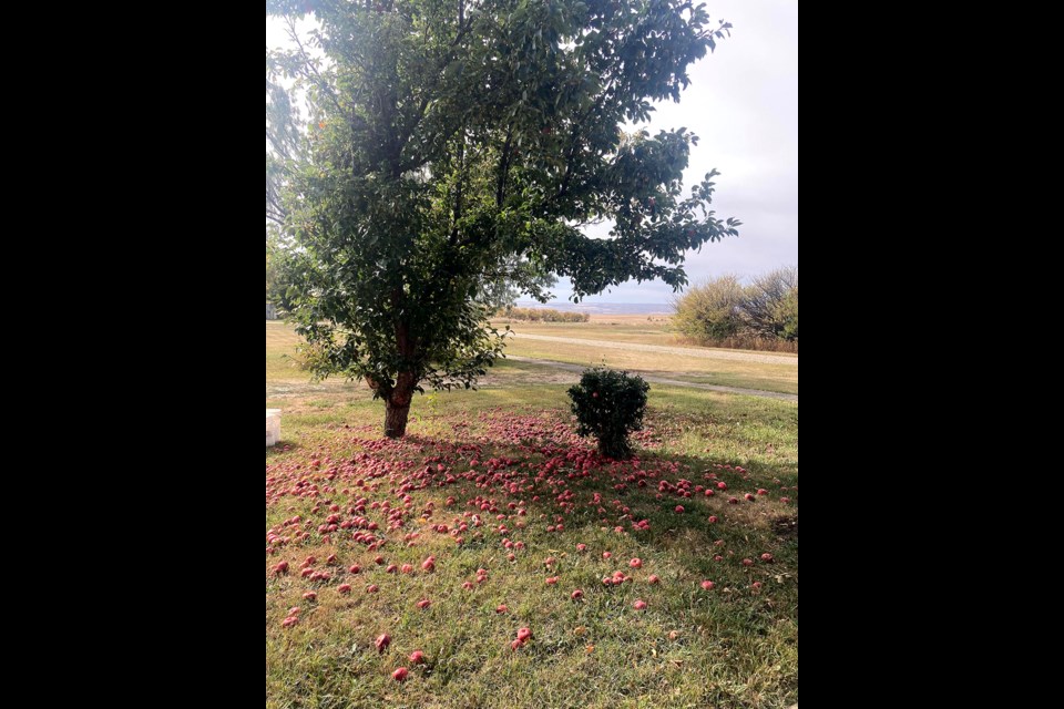 Bountiful crop of good-sized apples grown in the tiny hamlet of Ruddell.