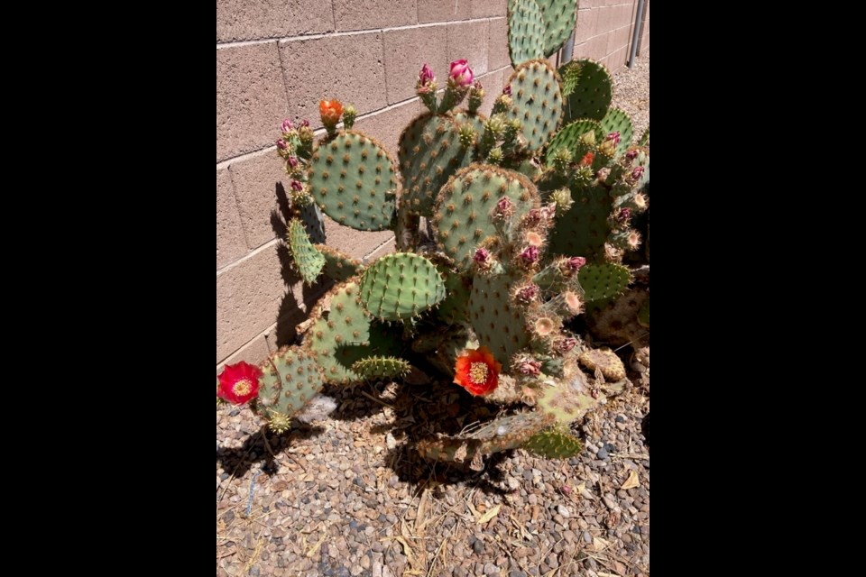 Cacti are blooming abundantly in the desert but the flowers will last approximately three days only. 