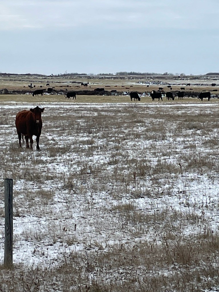 mayfaircattle1223