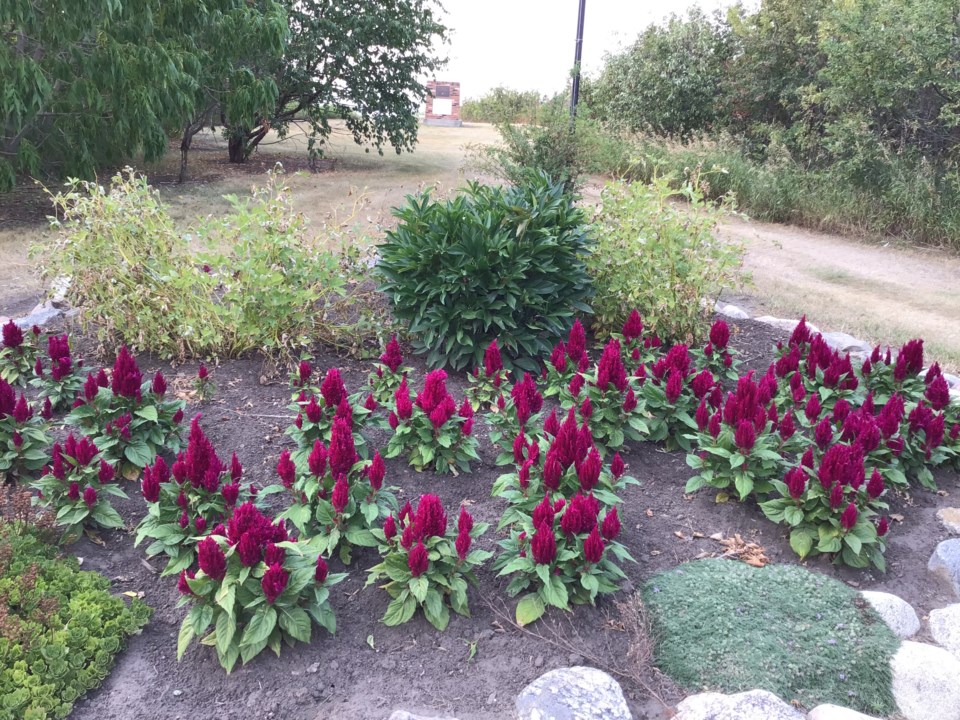 Meota flowers