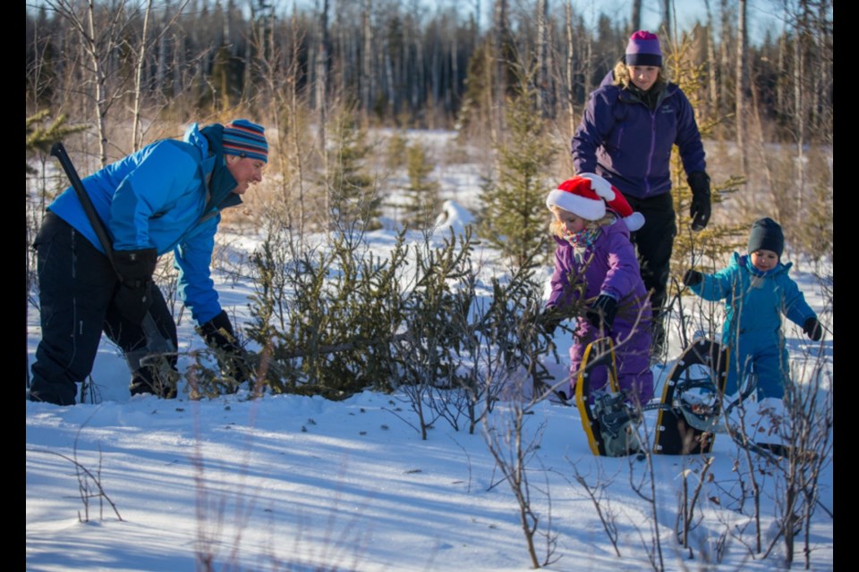 There is no charge for a Christmas tree harvest permit, which can be purchased from the Visitor Centre at Prince Albert National Park.