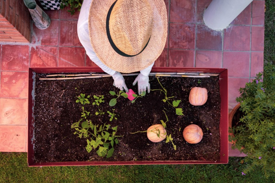 plantinggardenbed