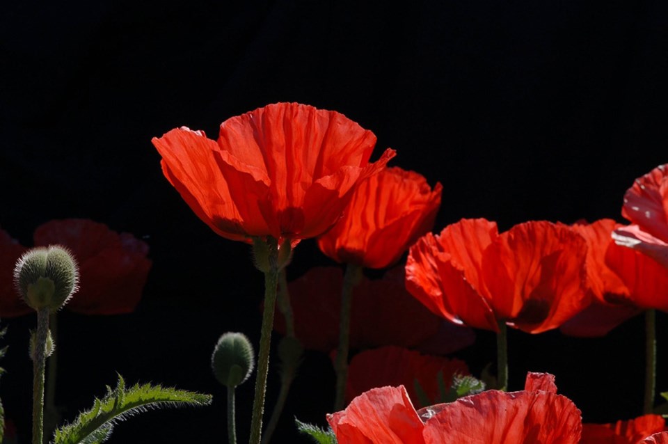 poppies-getty
