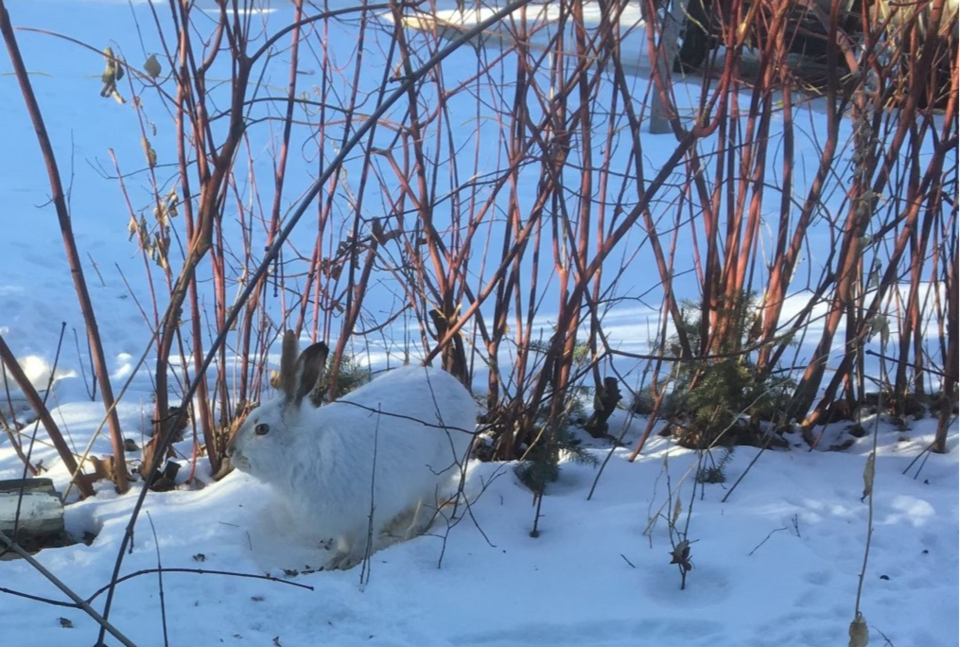 rabbit-in-wild-garden(1)