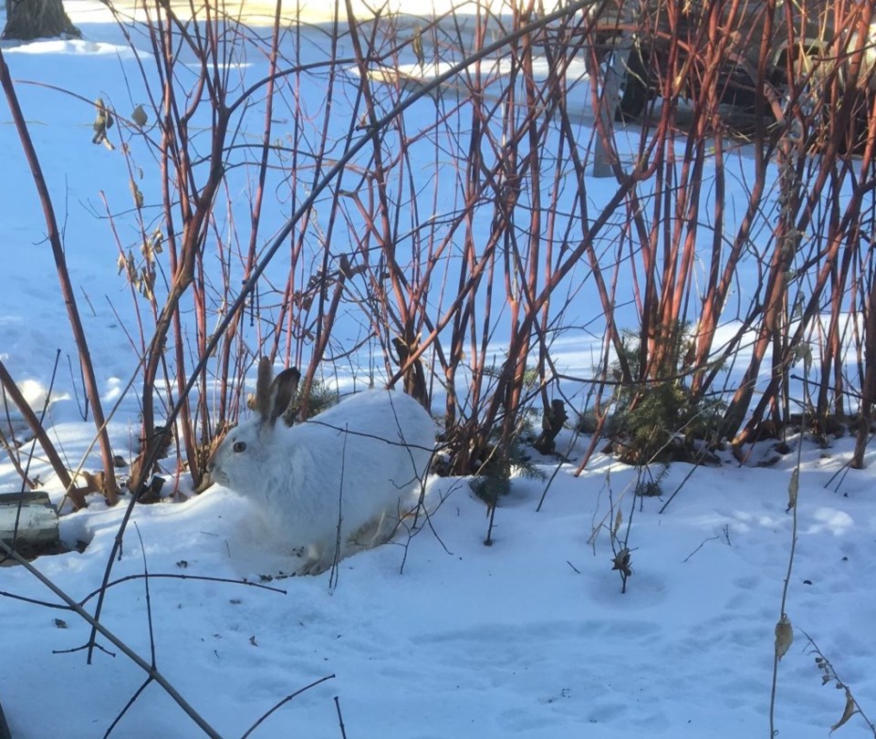 rabbit-in-wild-garden