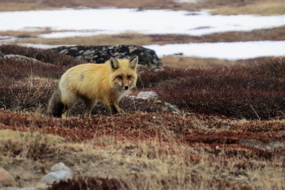 A red fox runs across the landscape near the village of Inukjuak, Nunavik in northern Quebec. 
