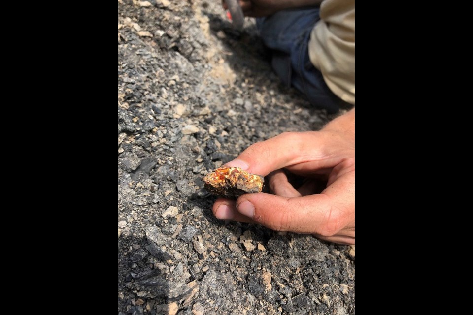 An amber deposit in the Big Muddy Badlands formed approximately 67 million years ago, preserving insects that lived in a swampy redwood forest about one million years before the extinction event that wiped out the dinosaurs. The photo shows Pierre Cockx with Big Muddy amber. 