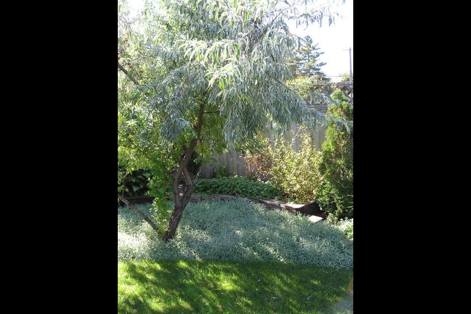 Russian olive with snow-in-summer as a groundcover below: a colour echo.