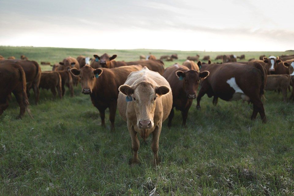 Grand Prize Winner: Joseph Holoien, Moose Jaw for his entry in the Prairie category.