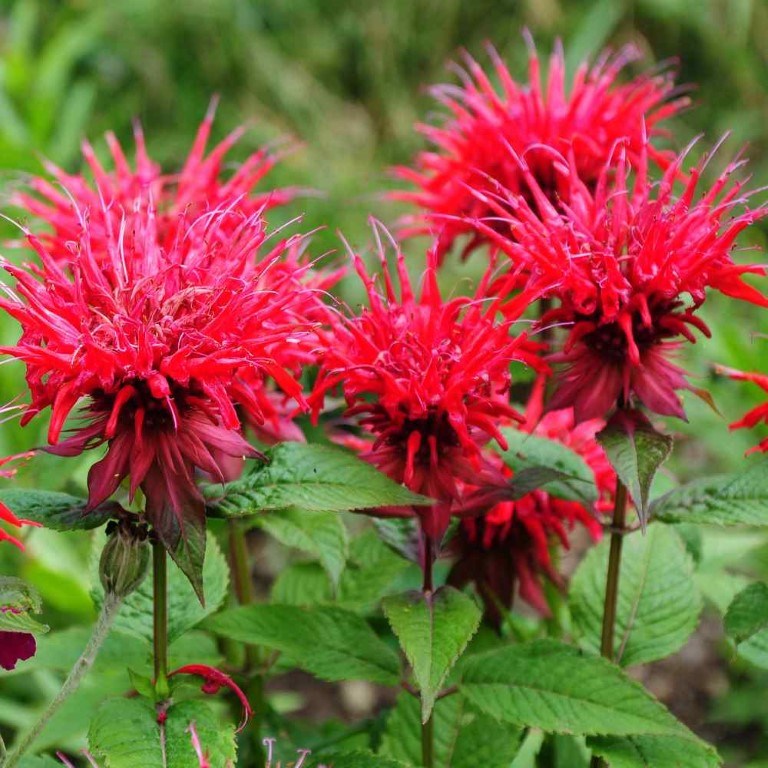 scarlet bee balm (Medium)