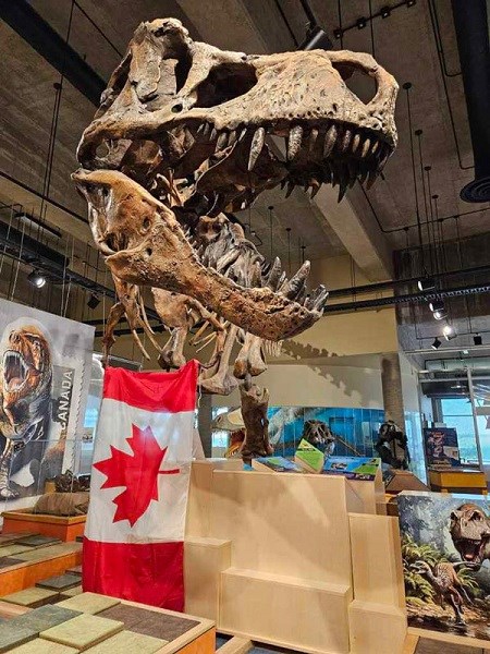Visitors to the T. rex Discovery Centre can get a close-up look at Scotty in the CN Scotty Gallery. The centre will be marking Scotty's birthday with cupcakes, from the Friends of the Royal Saskatchewan Museum on Aug. 16. 