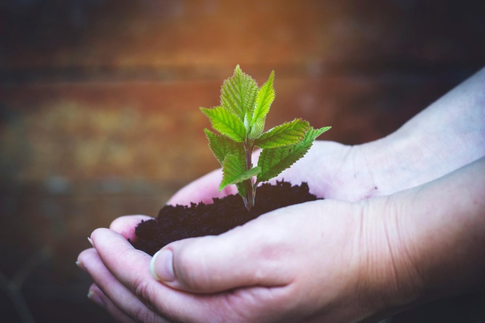 seedling-6404598_1280