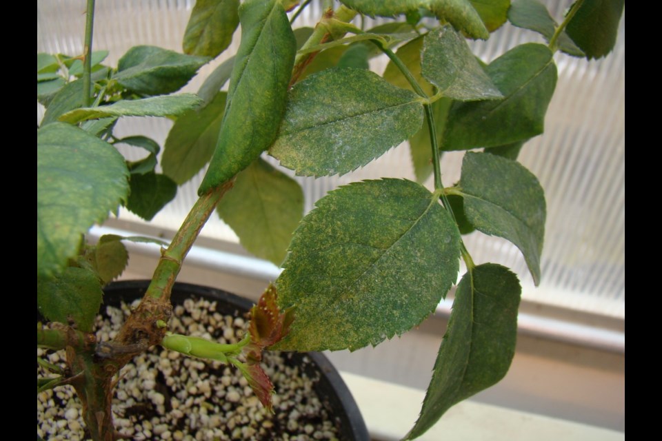 Spider mite damage on rose leaves.                