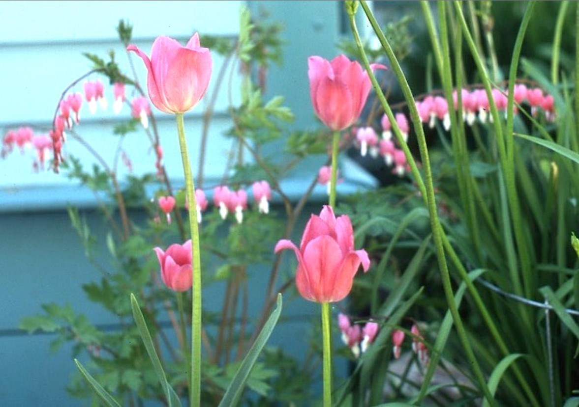 Garden Chat: Colour echoes – SaskToday.ca