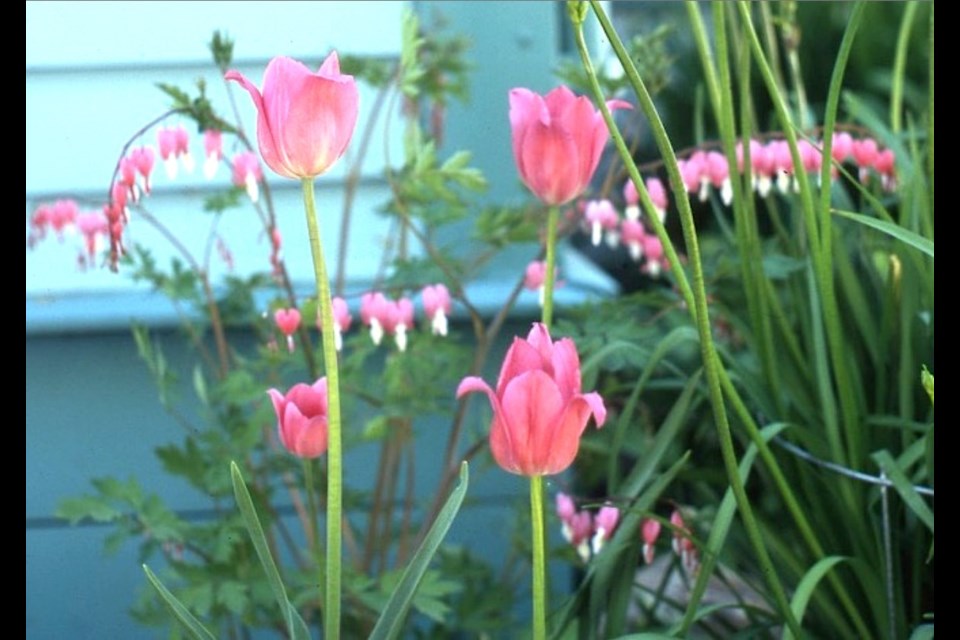 A pink tulip and the pink of a bleeding heart present the same colour but a contrast of foliage.