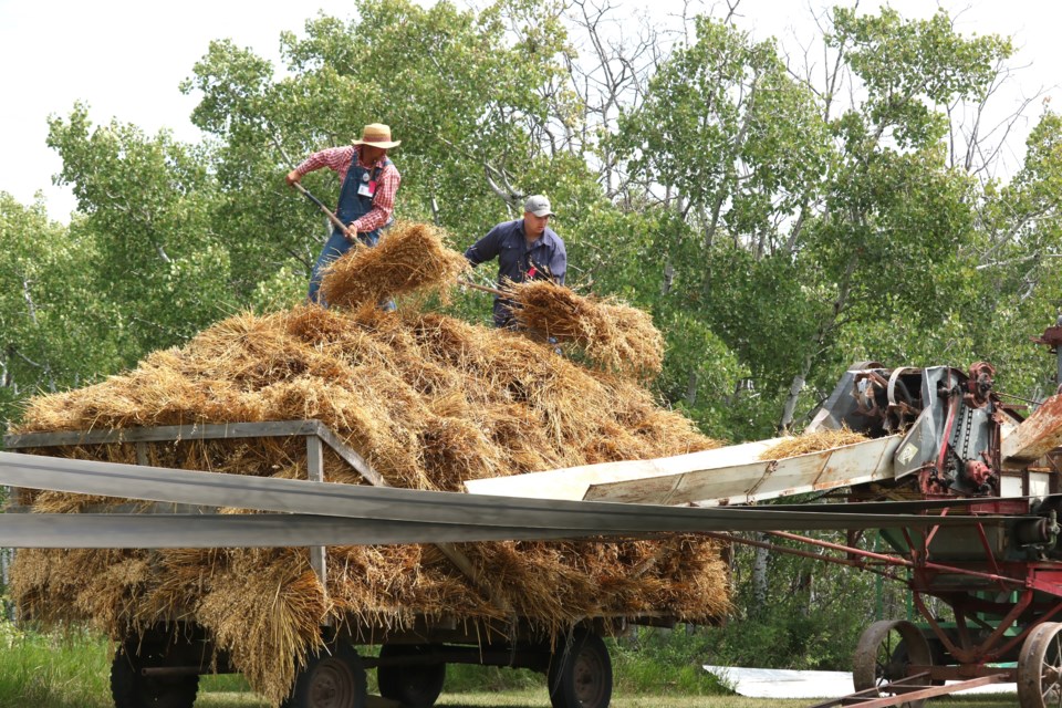 Feeding sheaves into the threshing machine.