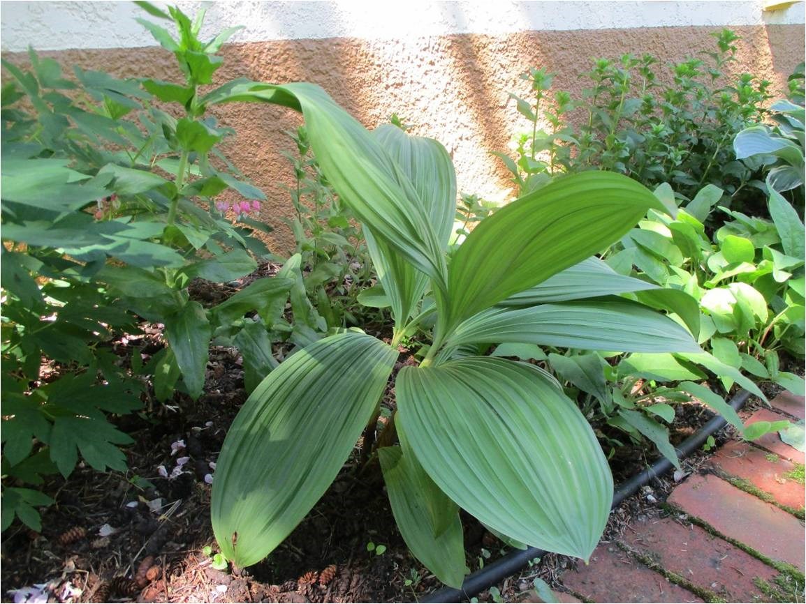 Garden Chat: Veratrum nigrum, dark, bold and beautiful